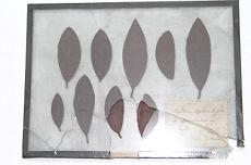 Septoria azalea voglius